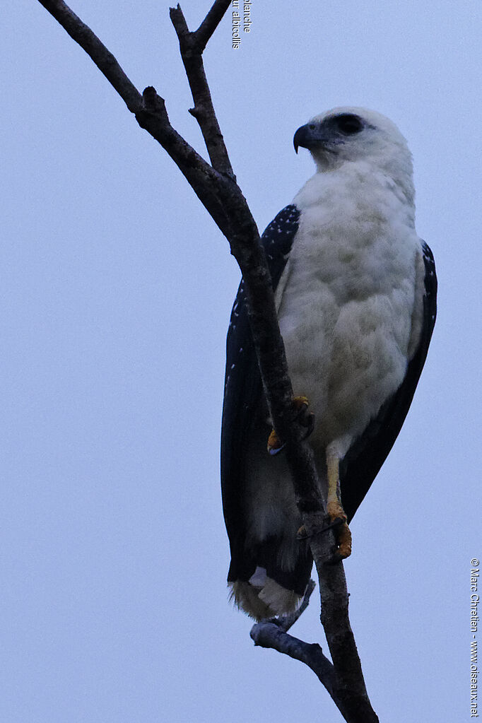 White Hawk