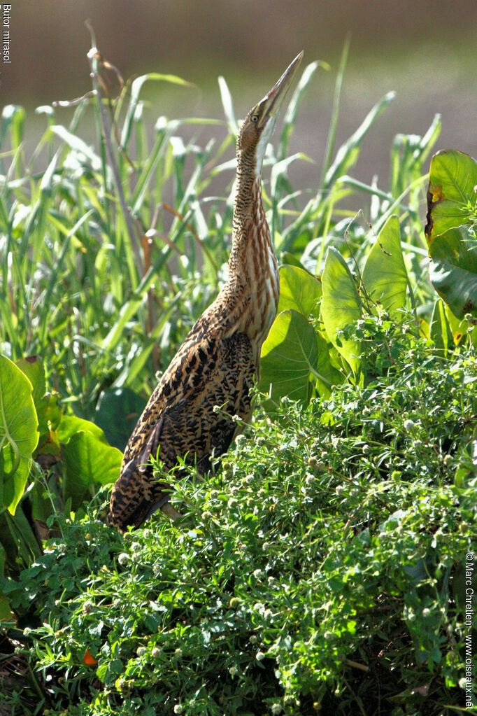 Pinnated Bittern