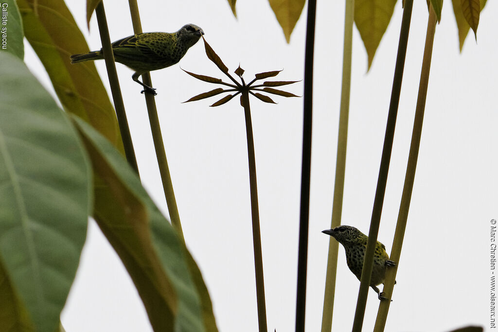 Spotted Tanager