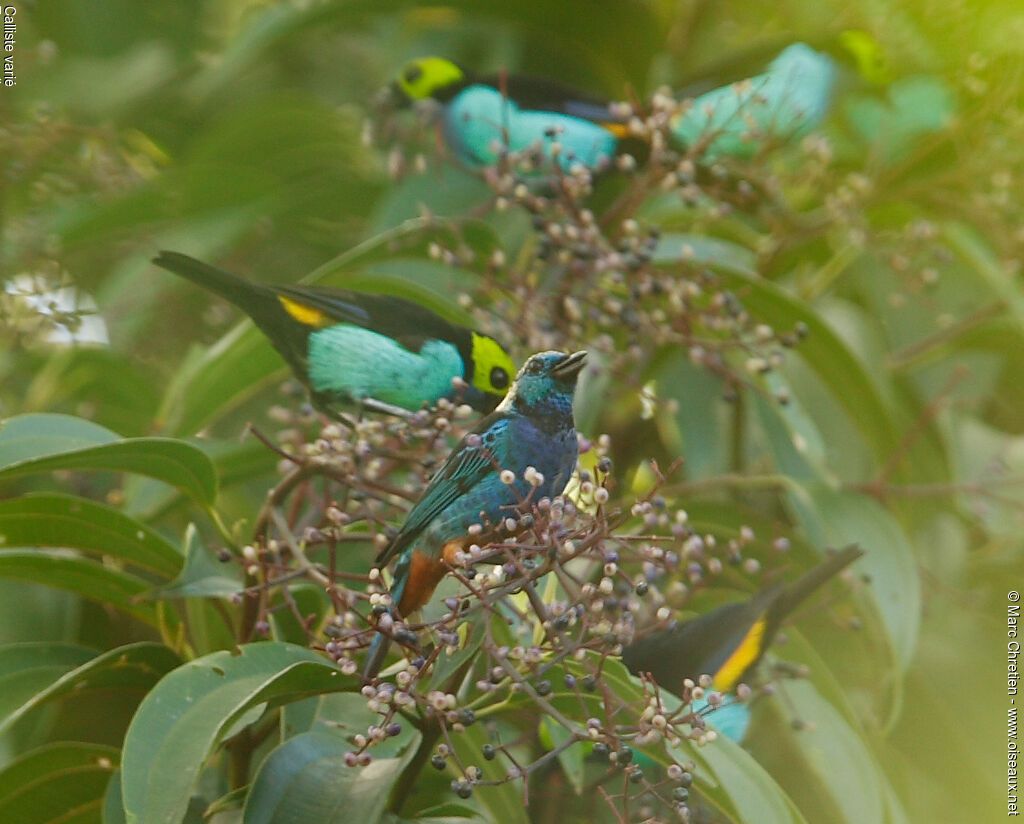 Opal-rumped Tanager