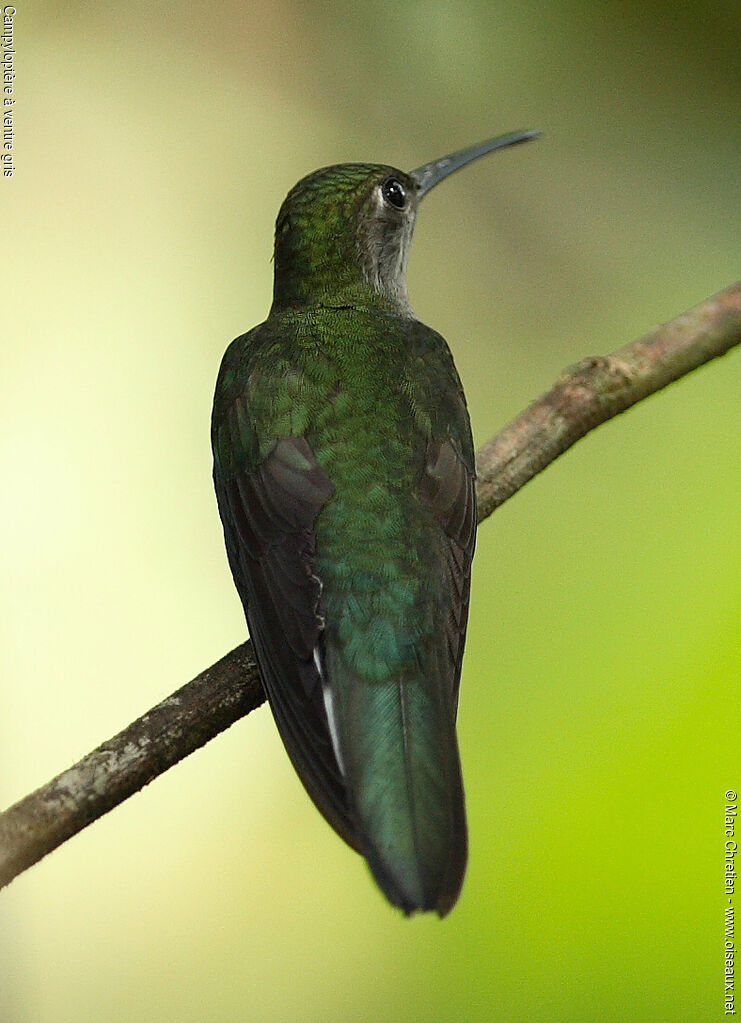 Grey-breasted Sabrewing