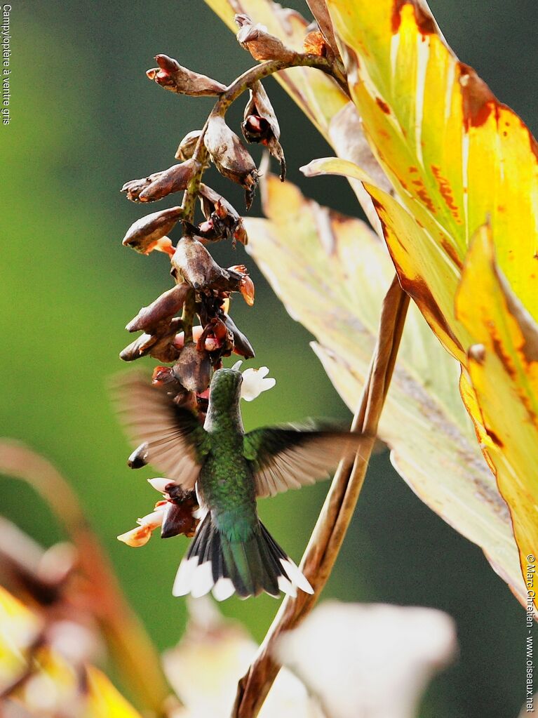 Grey-breasted Sabrewing