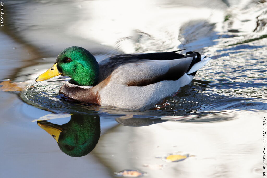 Canard colvert mâle adulte