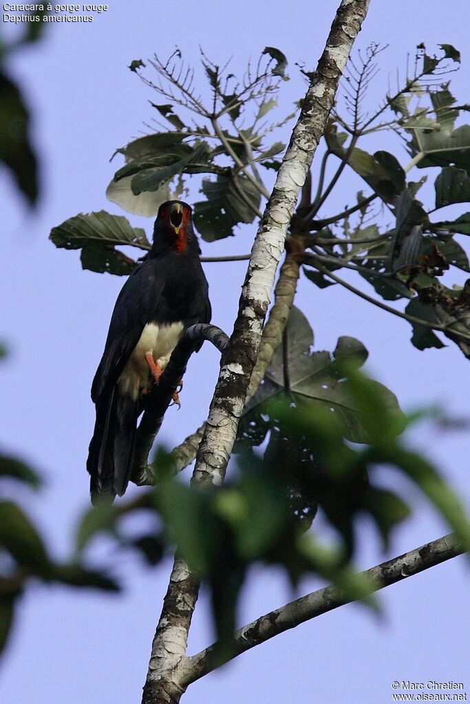 Red-throated Caracara, pigmentation, Behaviour