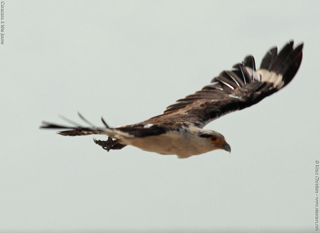 Caracara à tête jaune