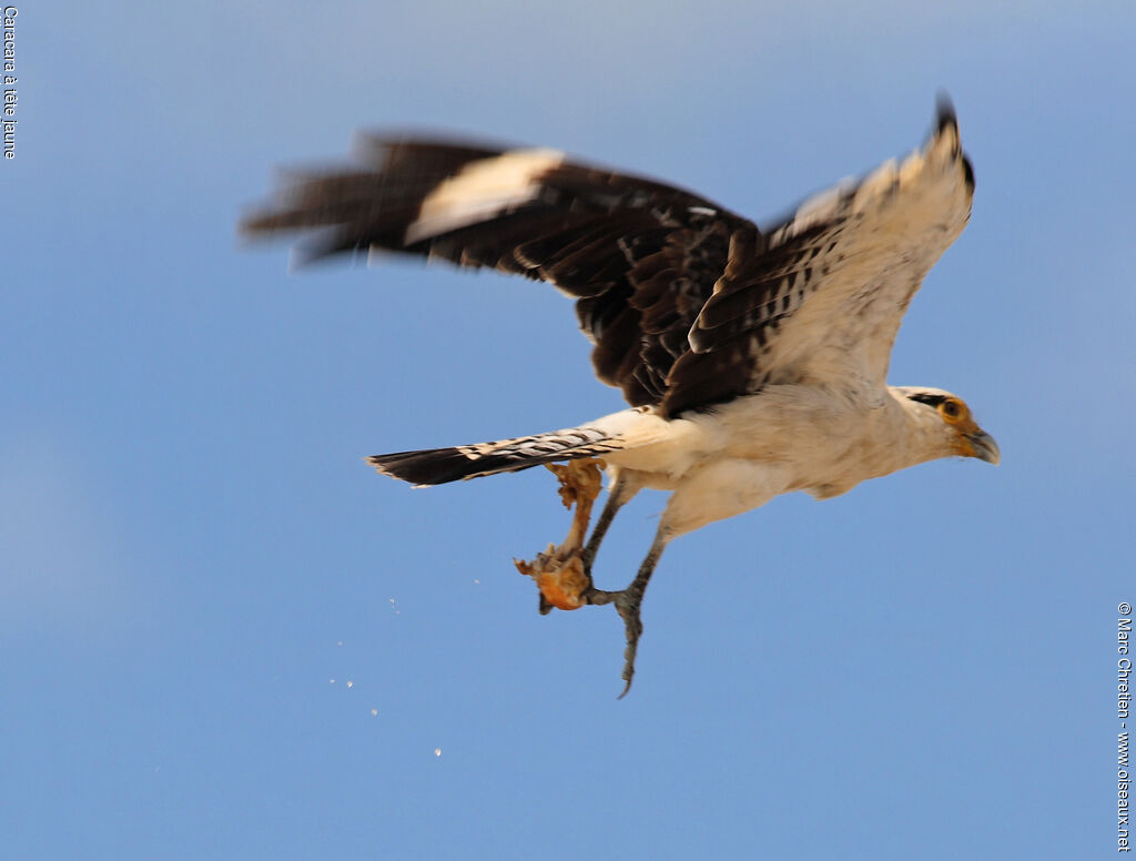 Caracara à tête jaune