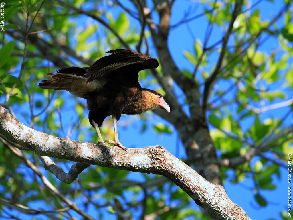 Caracara huppéadulte