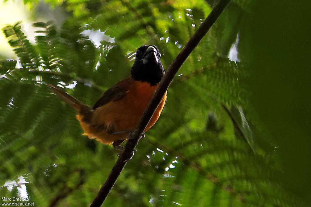 Red-and-black Grosbeak male adult