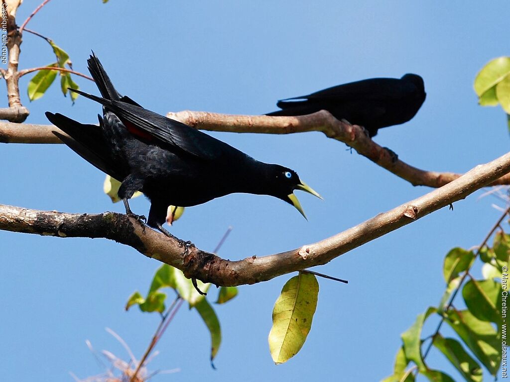 Red-rumped Cacique adult