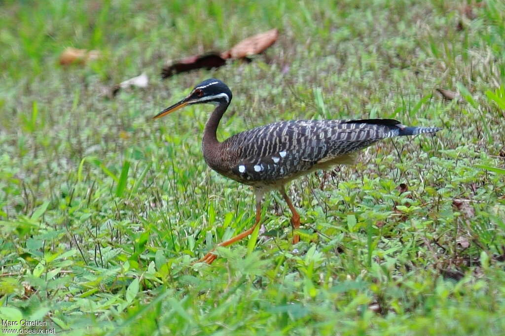 Sunbitternadult, identification