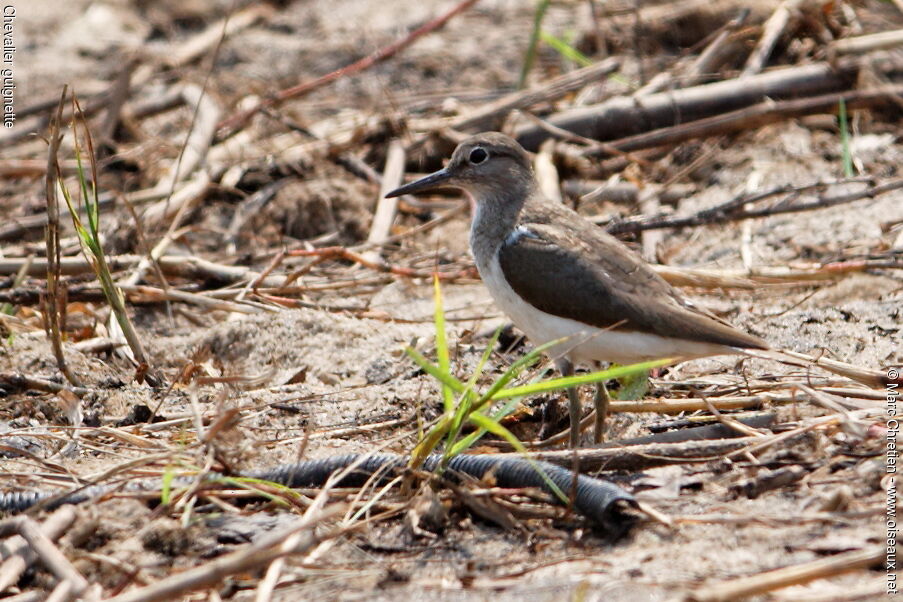 Common Sandpiper