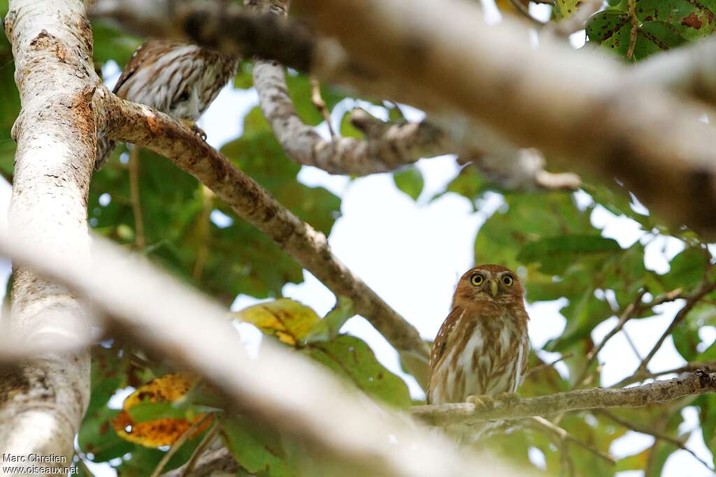 Amazonian Pygmy Owl