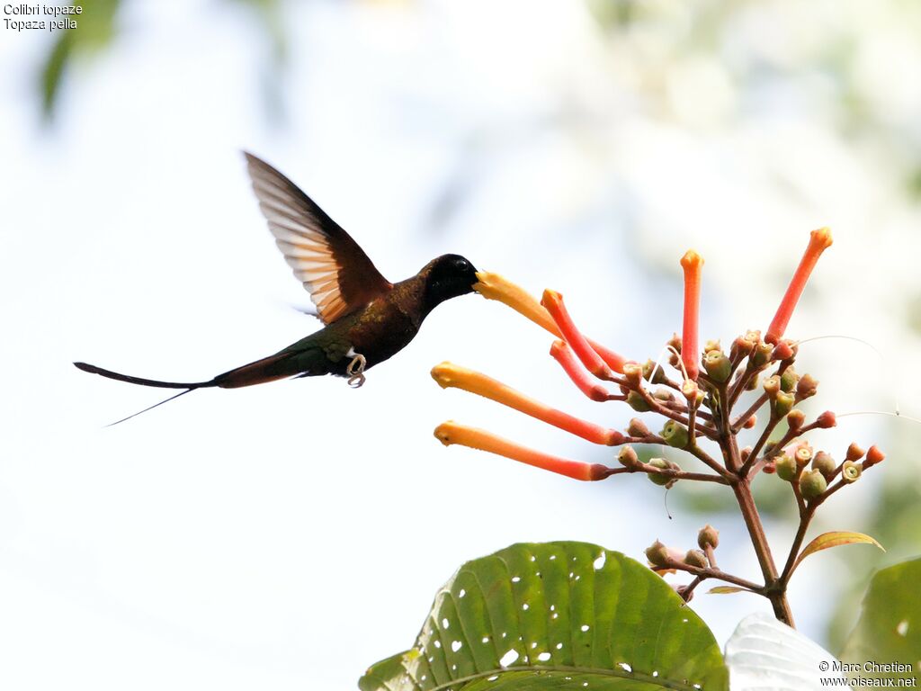 Colibri topaze
