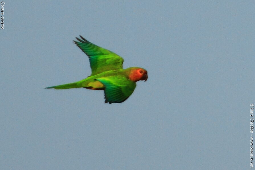Brown-throated Parakeet male adult
