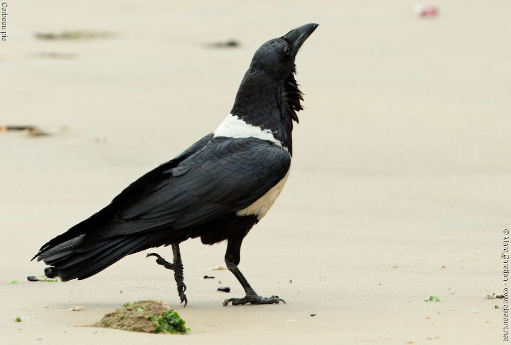 Pied Crowadult