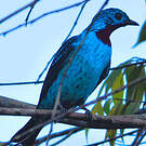 Cotinga de Cayenne
