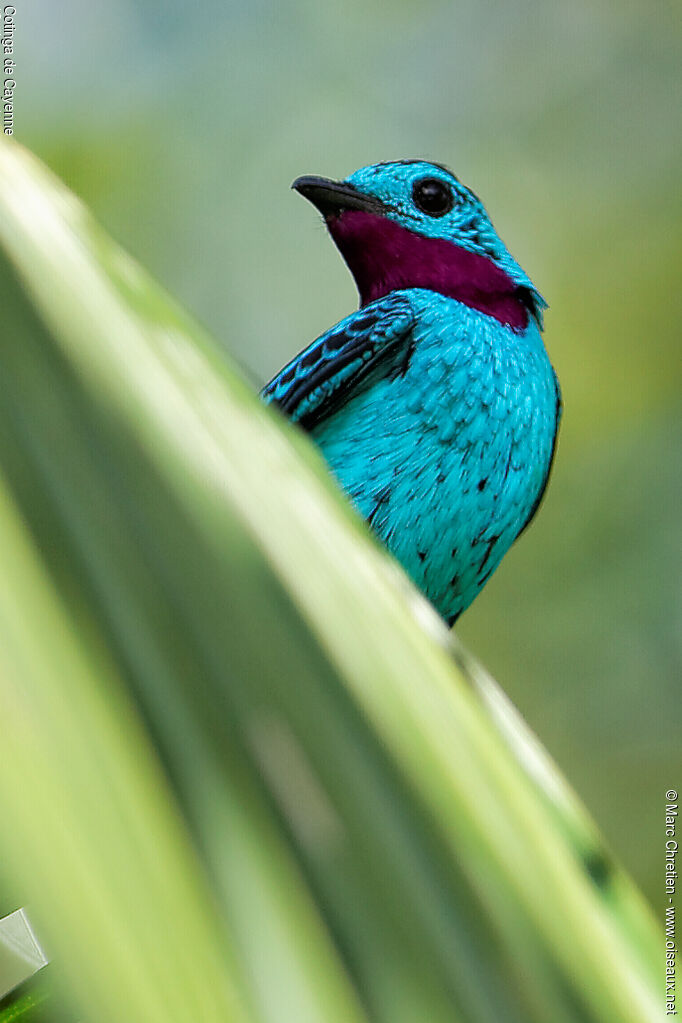 Cotinga de Cayenne mâle adulte