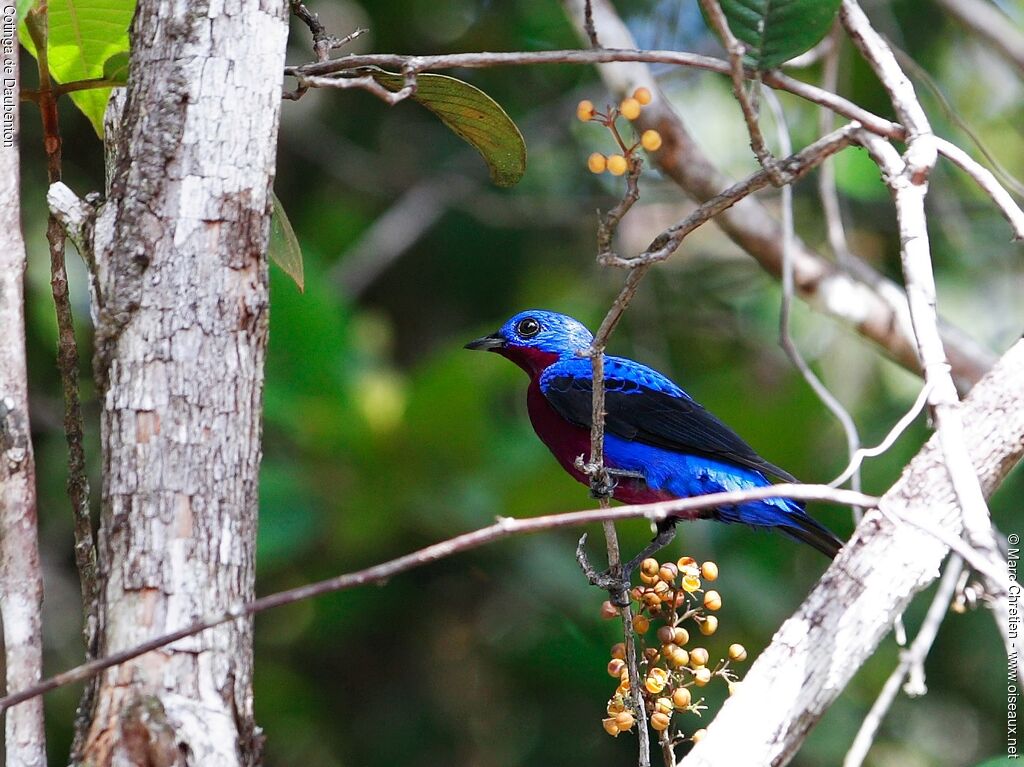 Purple-breasted Cotinga male adult