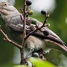 Cotinga pompadour