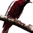 Cotinga pompadour