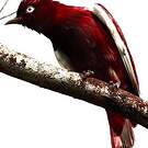 Cotinga pompadour