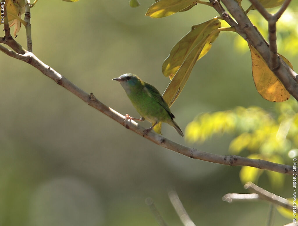 Blue Dacnis female
