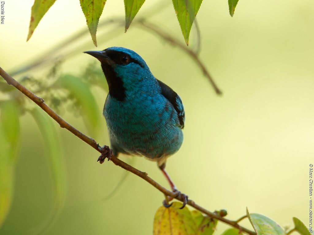 Blue Dacnis