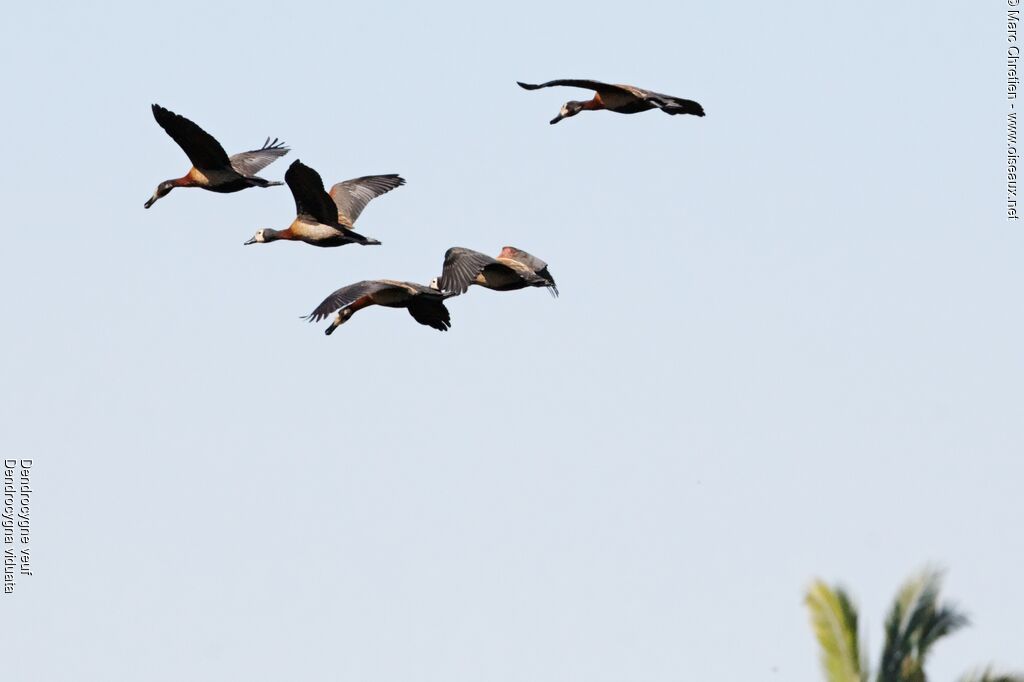 White-faced Whistling Duck