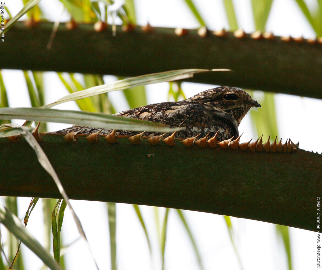 Lesser Nighthawkadult