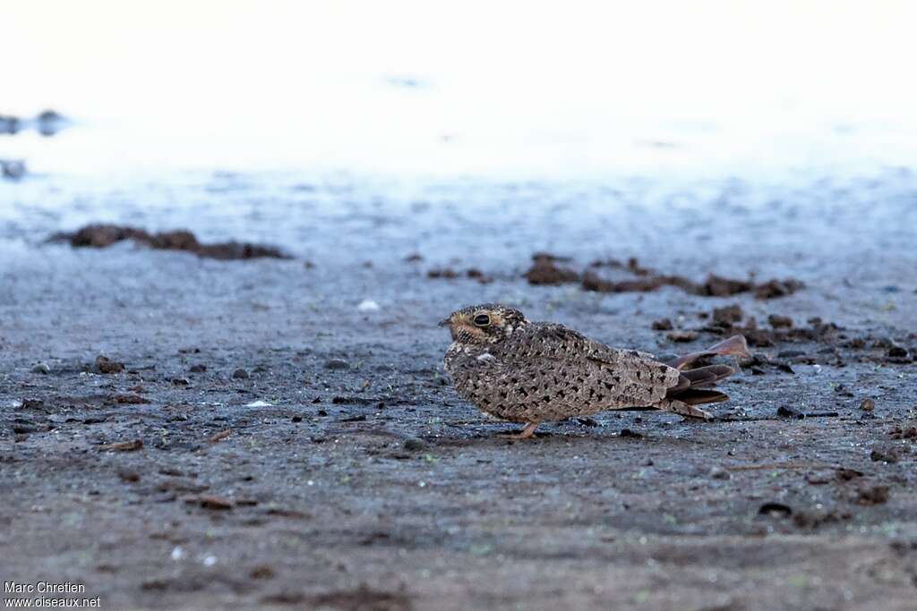 Engoulevent nacundaadulte, identification