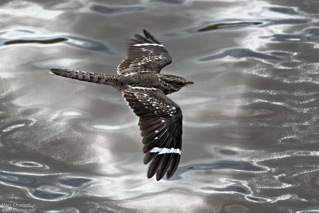 Ladder-tailed Nightjar male adult, Flight