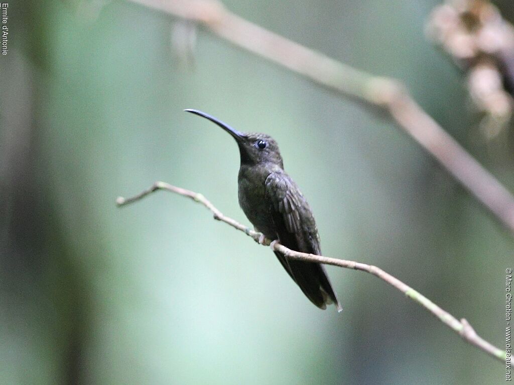 Sooty Barbthroat