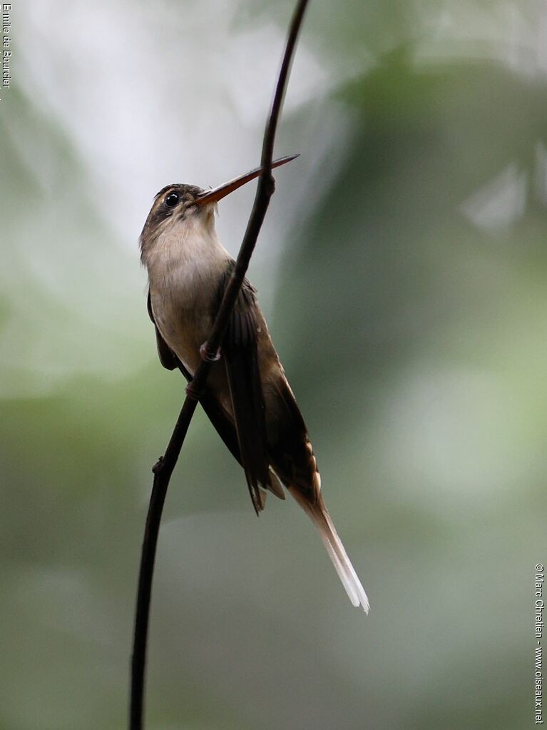 Straight-billed Hermit