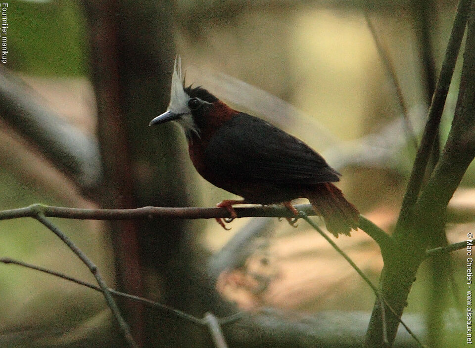 White-plumed Antbirdadult