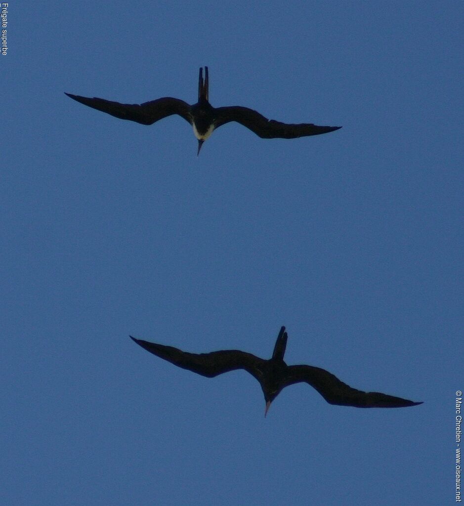 Magnificent Frigatebird