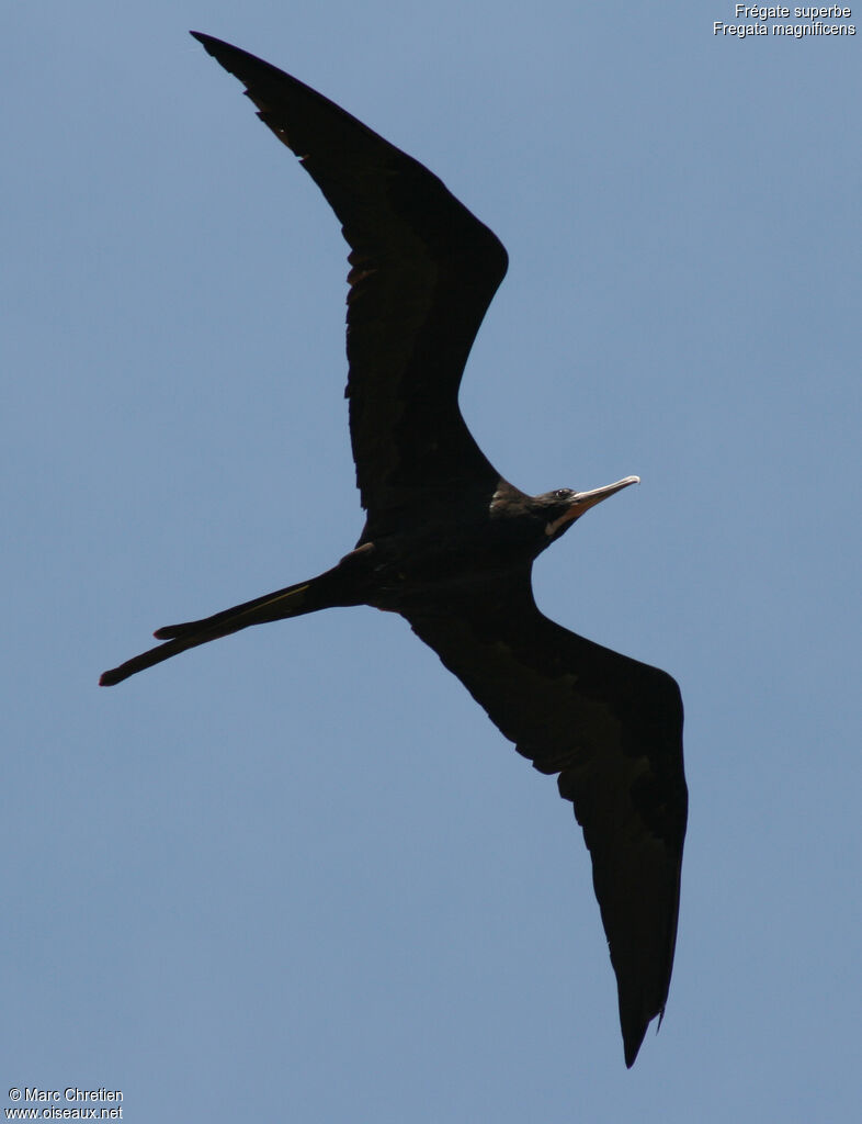 Magnificent Frigatebird male