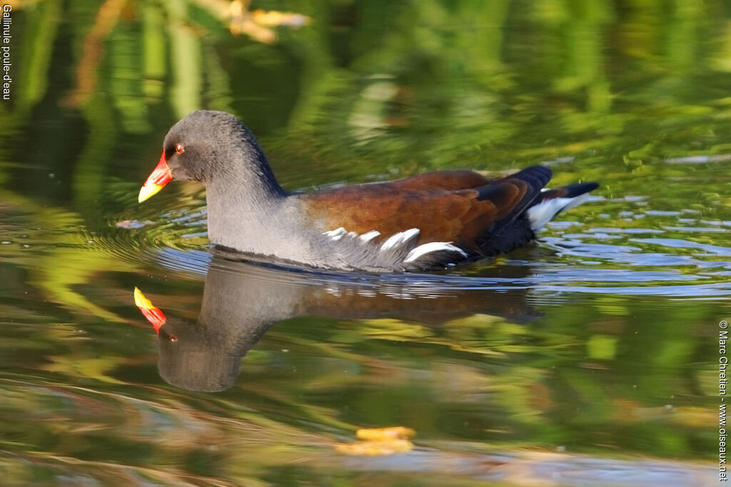 Common Moorhen male adult