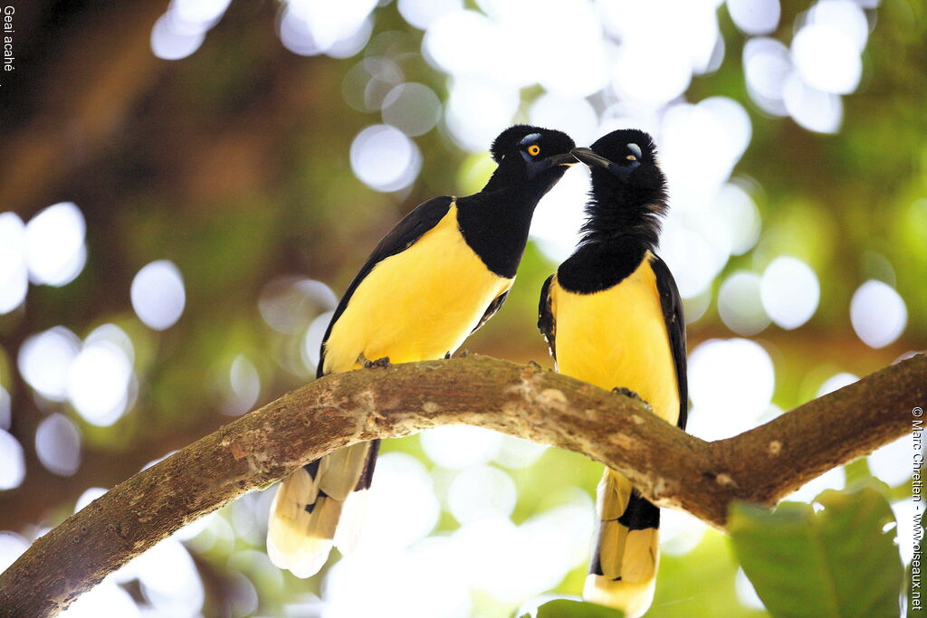 Plush-crested Jayadult