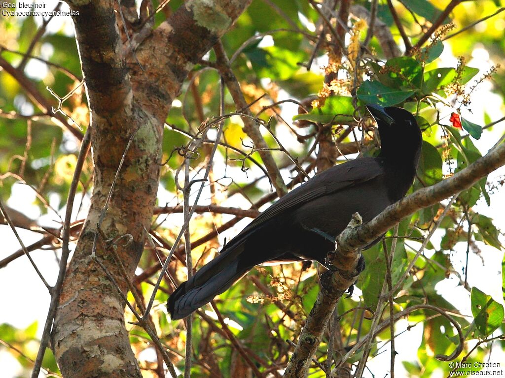 Purplish Jayadult