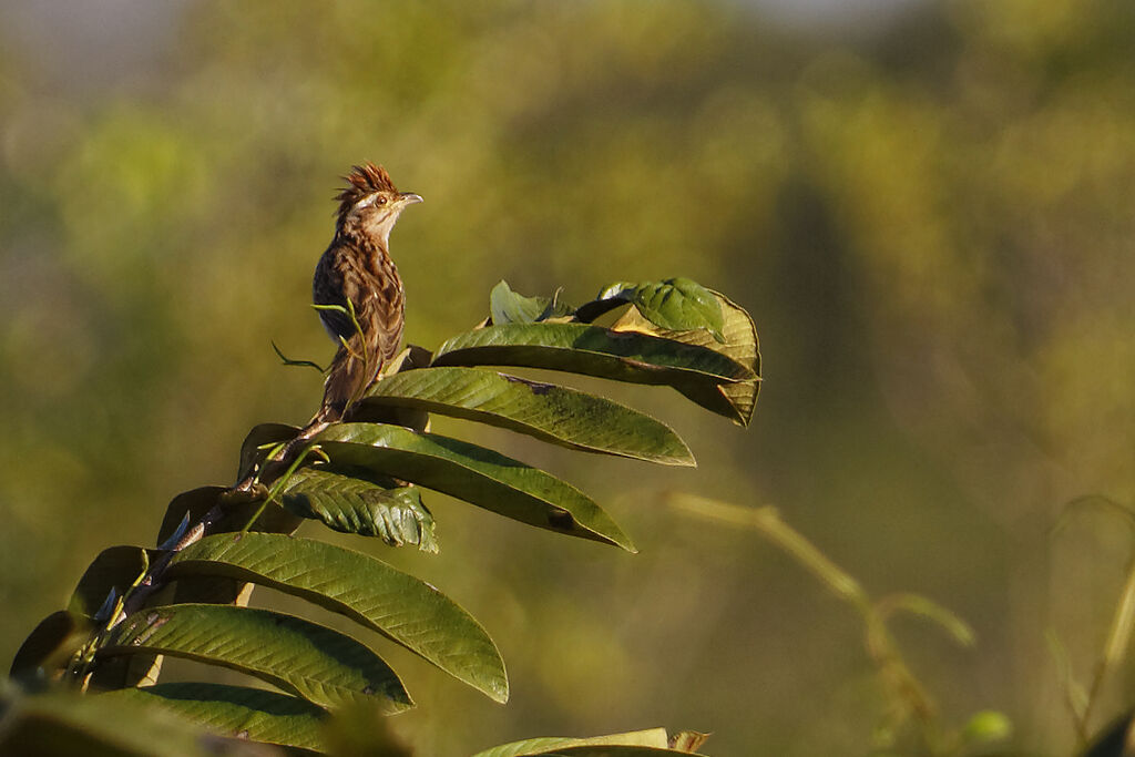 Striped Cuckoo