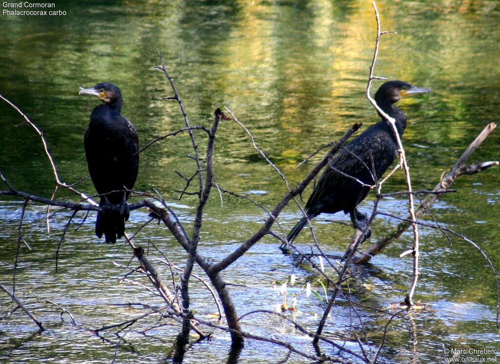 Grand Cormoran