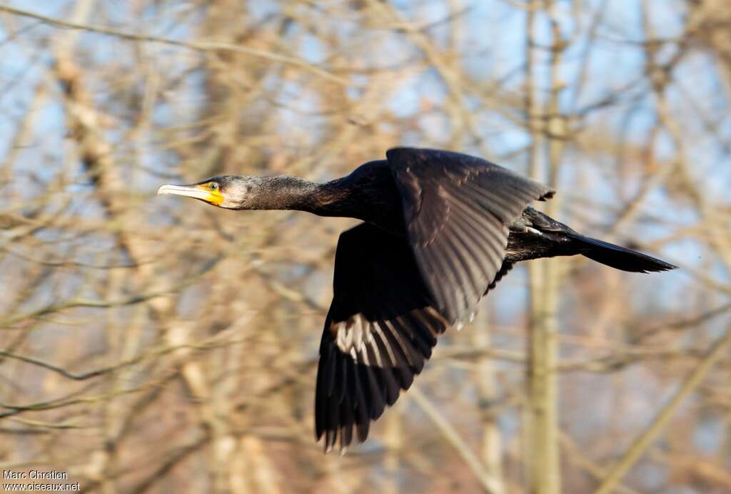 Grand Cormoran mâle adulte, Vol