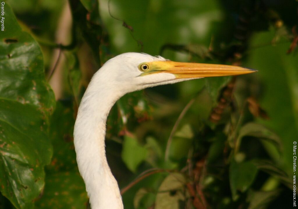 Grande Aigrette