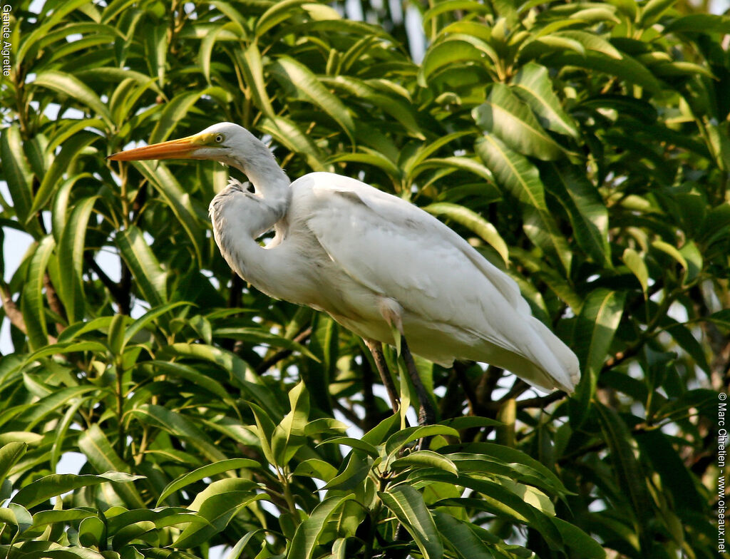 Great Egret