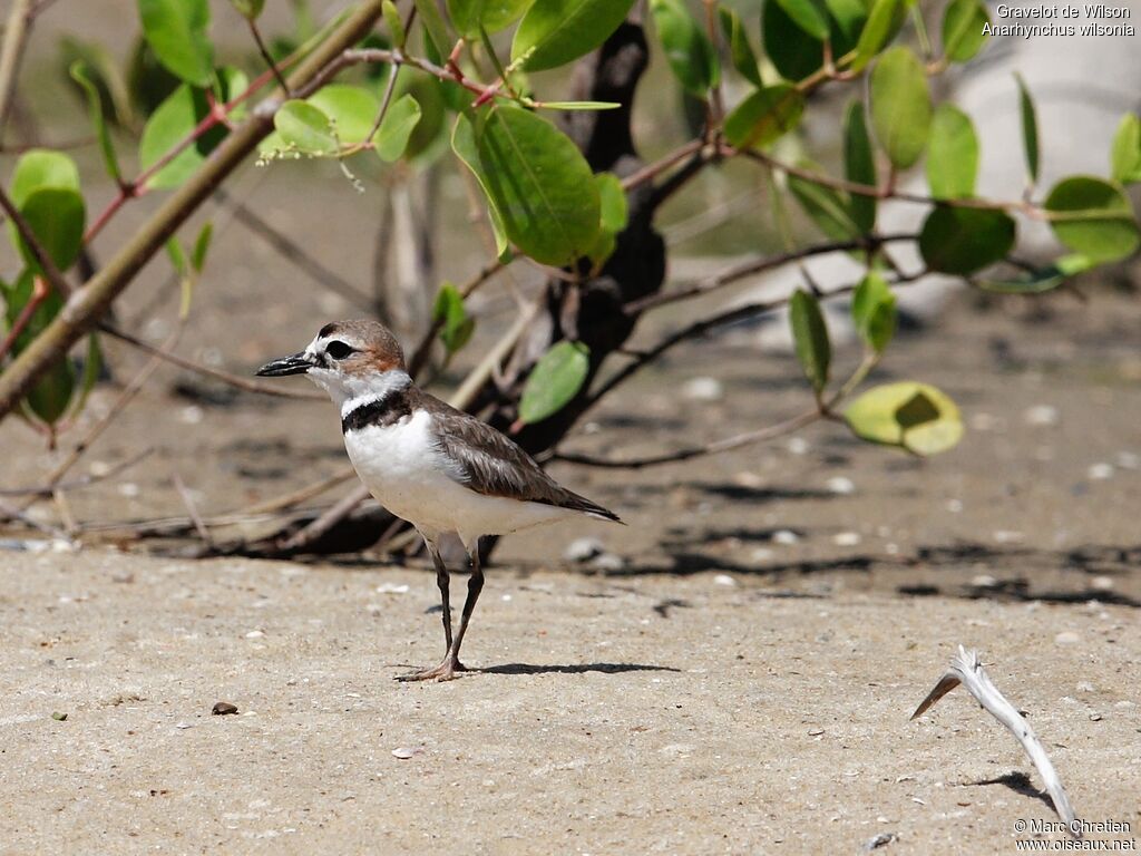 Wilson's Plover