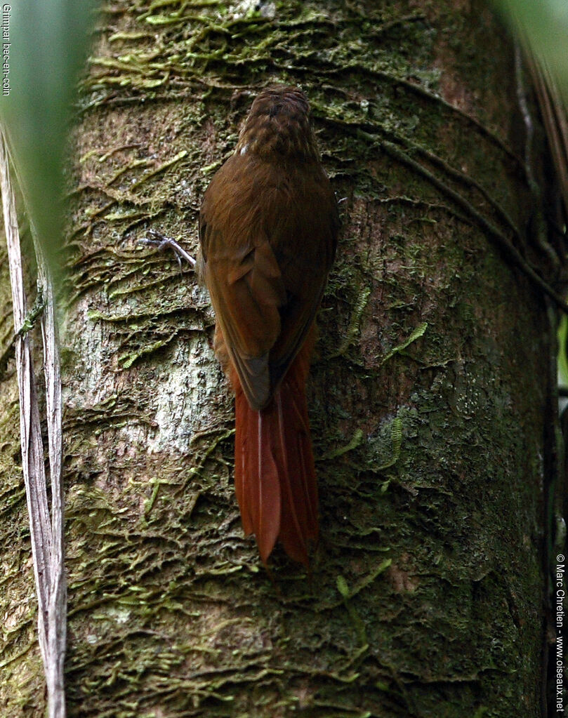Wedge-billed Woodcreeper