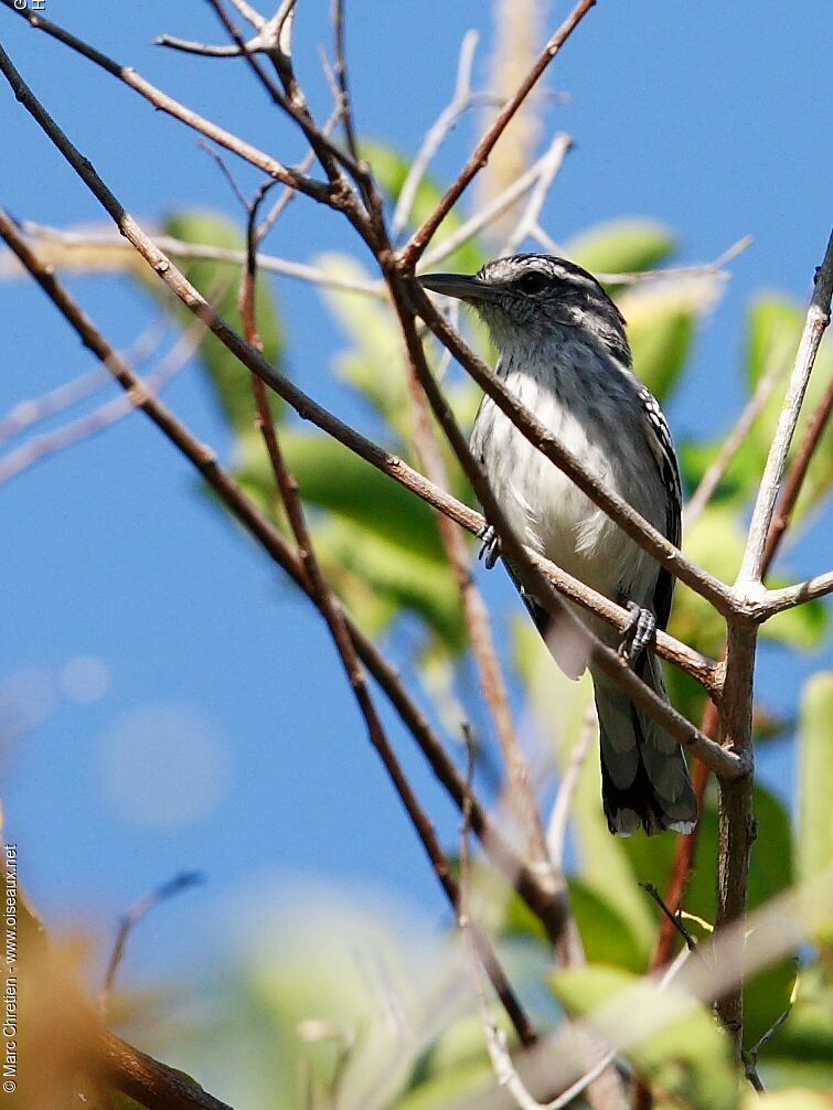 Large-billed Antwren male adult