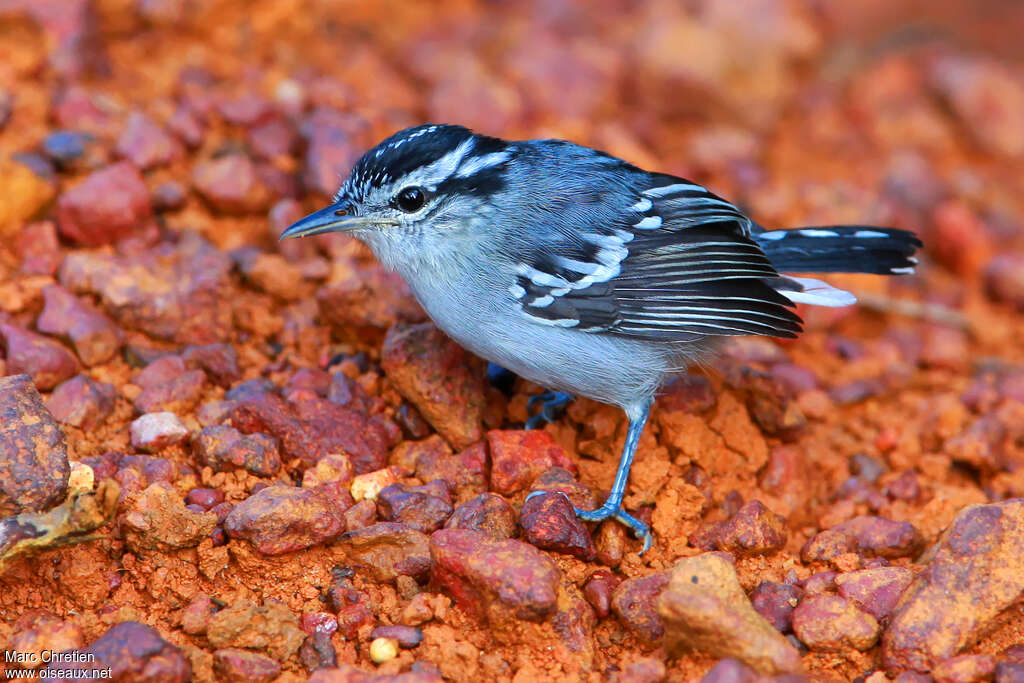 Todd's Antwren male adult, identification