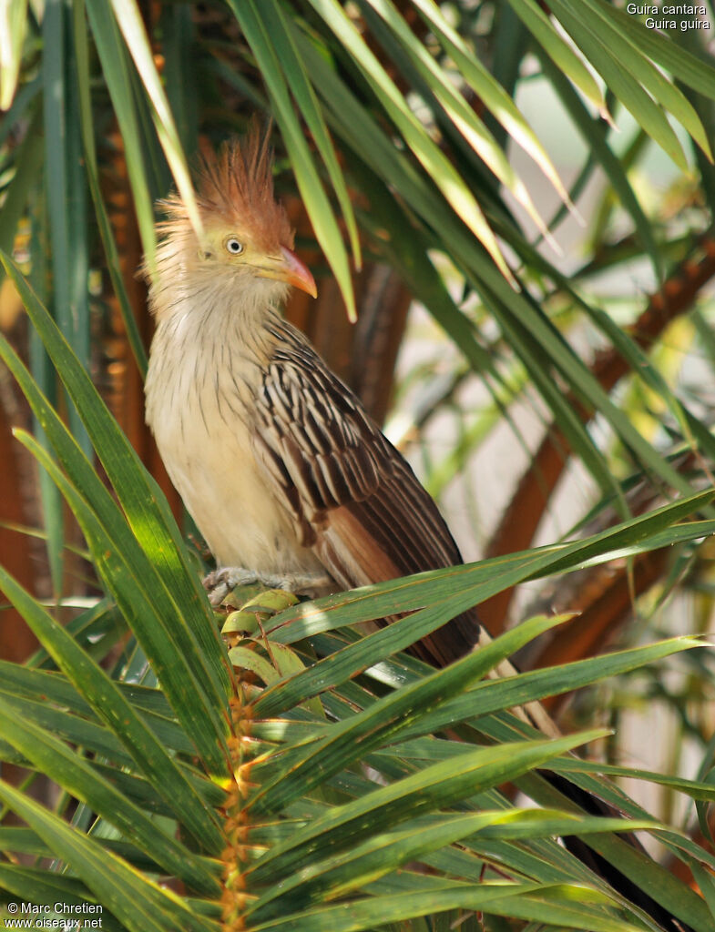 Guira cantara