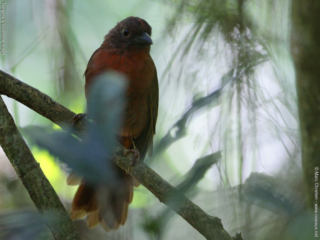Red-crowned Ant Tanager